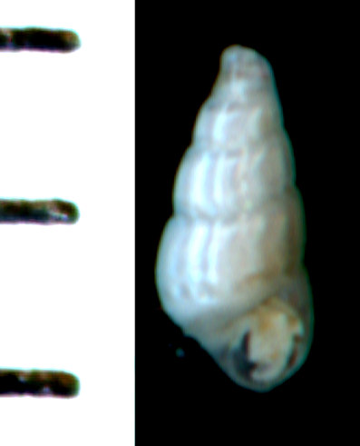 Chrysallida cfr. obtusa